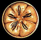 ea-culminationcopy.jpg (15805 bytes)