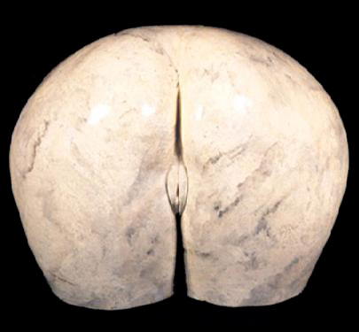 ea-d-butt.jpg (37958 bytes)
