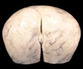 ea-d-buttcopy.jpg (11994 bytes)