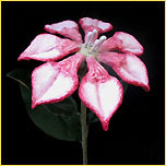 ea-floral-2a copy.jpg (16626 bytes)