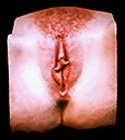 ea-m-lips2copy.jpg (15201 bytes)